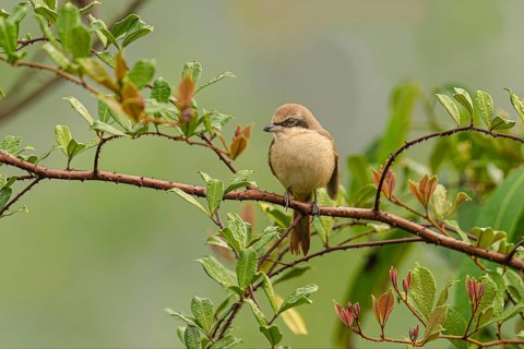 Braunwürger (Lanius cristatus) auf seinem Ansitzast am Regenwald von Sri Lanka