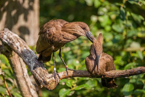 A hamerkop (Scopus umbretta) stands on a branch of a tree and grooms the plumage of a second one