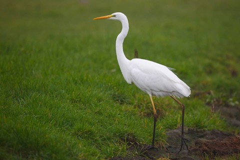 Great Egret (Ardea alba), Netherlands