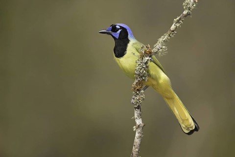 Green Jay (Cyanocorax luxuosus), Texas, USA