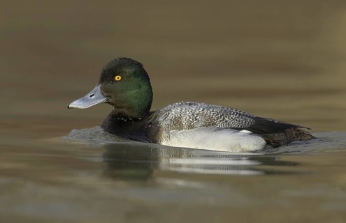 Lesser Scaup (Aythya affinis) male, Ohio, USA