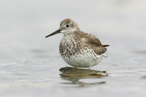 Great Knot (Calidris tenuirostris) foraging, Victoria, Australia
