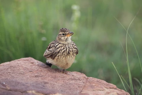 Bush Pipit (Anthus caffer), adult, on rocks, vigilant, Pilanesberg National Park, North West