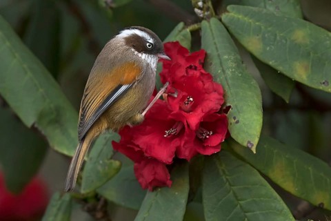 White-browed Fulvetta (Fulvetta vinipectus) feeding on Rhododendron nectar, West Bengal, India