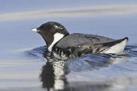 Ancient Murrelet (Synthliboramphus antiquus), British Columbia, Canada