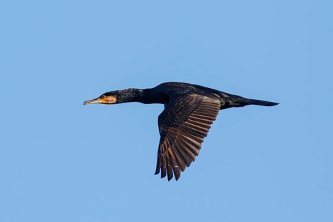 Great Cormorant (Phalacrocorax carbo) flying, Netherlands