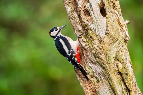 Great spotted woodpecker (Dendrocopos major) sitting on an old wrotten tree trunk in late summer,
