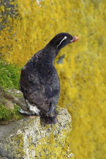 Parakeet Auklet (Aethia psittacula), Alaska, USA