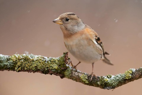 Brambling (Fringilla montifringilla) female perched on a branch, Lower Saxony, Germany