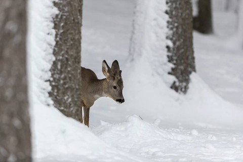 One young male Roe Deer, Roe buck (Capreolus capreolus), walking through a forest in deep snow.