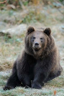 Bear sitting in the grass, looking thoughtful and calm, Eurasian brown bear (Ursus arctos arctos),