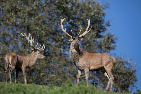 Red Deer stag at the rutting season. Sky in background