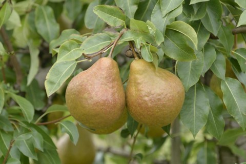 Pyrus communis 'Durondeau de Tongre', Bundessortenamt Prüfstelle Wurzen, Wurzen, Saxony, Germany
