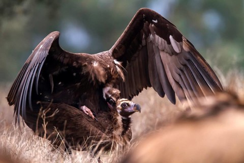 Cinereous Vulture (Aegypius monachus) pair mating, Castile-La Mancha, Spain