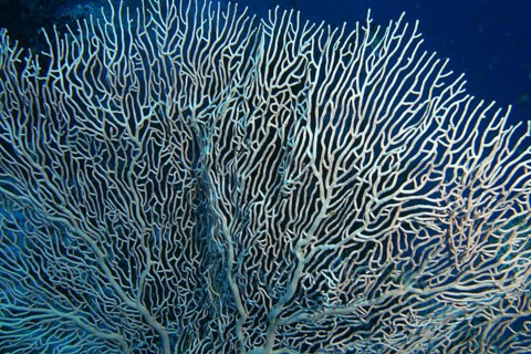 Giant fan coral (Annella mollis)