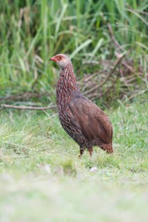 Jackson's Francolin (Pternistis jacksoni), Mount Aberdare, Kenya