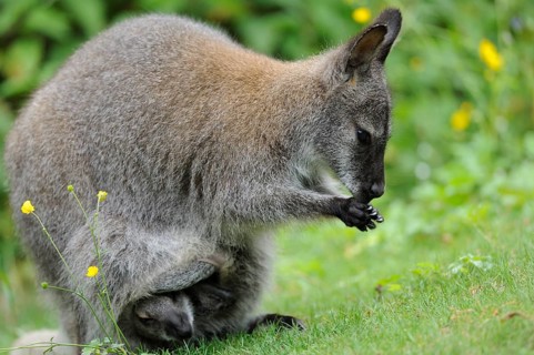 Kangaroo feeding, a young animal is hidden in the carrier bag, red-necked wallaby (Macropus