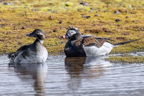 Long-tailed duck (Clangula hyemalis, Anas hyemalis) pair, female and male in breeding plumage on