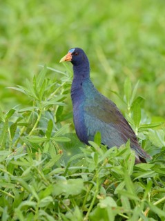 Purple Gallinule (Porphyrio martinica), Florida, USA