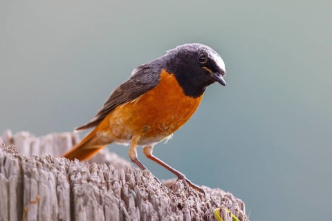 Common Redstart (Phoenicurus phoenicurus) male, North Rhine-Westphalia, Germany