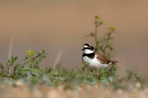 Little Ringed Plover (Charadrius dubius), Saxony-Anhalt, Germany