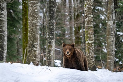 European brown bear (Ursus arctos arctos) in the forest, bear in the snow, winter, Notranjska
