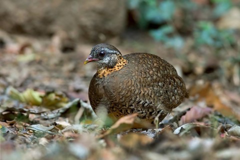 Green-legged Partridge (Arborophila chloropus), Kaeng Krachan, Thailand