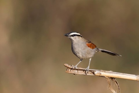 Black-crowned Tchagra - Senegaltschagra - Tchagra senegalus ssp. cucullatus, Morocco
