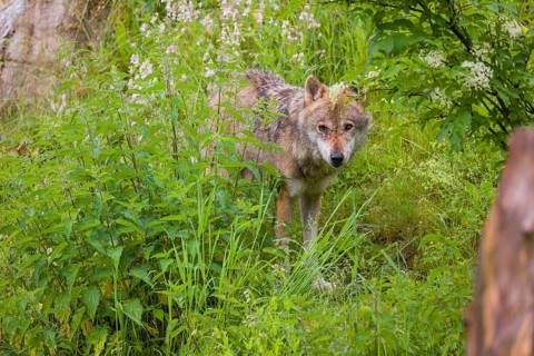 A eurasian gray wolf (Canis lupus lupus) stands on a hill in dense green vegetation