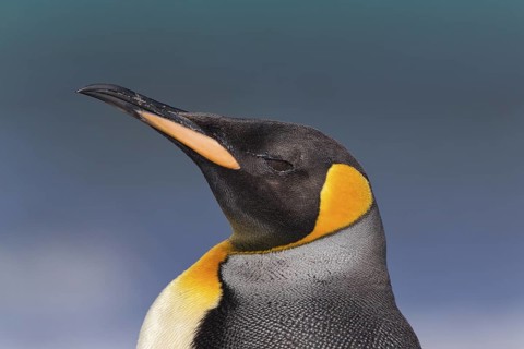 King Penguin (Aptenodytes patagonicus), Saunders Island, Falkland Islands