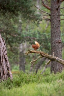 Squirrel (Sciurus), forest, Aviemore, Scotland, Great Britain