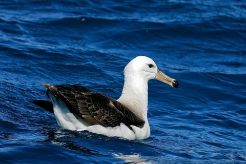 Black-browed Albatross (Thalassarche melanophris), Südinsel, Neuseeland
