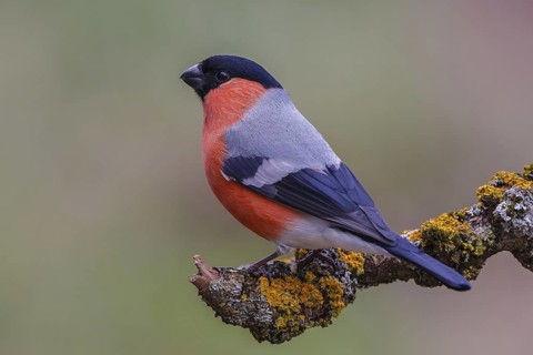 Eurasian Bullfinch (Pyrrhula pyrrhula) male, Carinthia, Austria