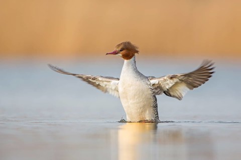 Common Merganser (Mergus merganser) female swimming on lake, flapping wings, Saxony-Anhalt, Germany