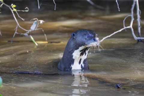 Giant otter (Pteronura brasiliensis) Pantanal Brazil