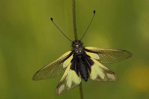 Dragonfly butterfly (Libelloides coccajus), nature photography, Badberg, Kaiserstuhl, Breisgau,
