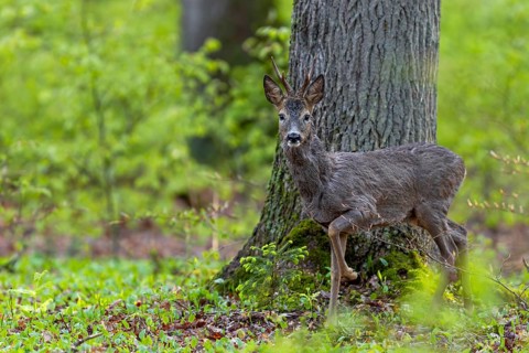 A roebuck (Capreolus capreolus) in the fresh green of a copper beech forest in late spring, change