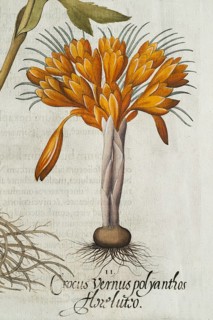 Crocus (Crocus vernus polyanthus), detail, hand-coloured copperplate engraving by Basilius Besler,