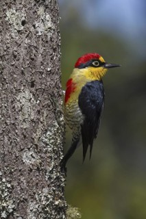 Yellow-fronted Woodpecker (Melanerpes flavifrons) male, Atlantic rainforest, Brazil