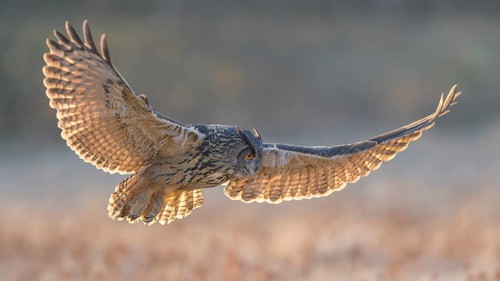 Eurasian Eagle-owl (Bubo bubo), in flight over a meadow in the last light, backlight, Swabian Alb
