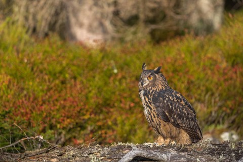 One Eurasian Eagle Owl, Bubo bubo, sitting on a fallen, moss and lichen covered grey tree stump,
