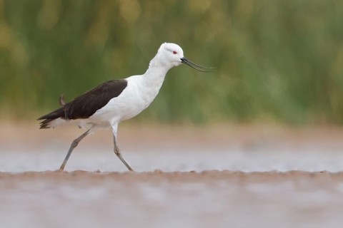 Andean Avocet (Recurvirostra andina) in a wetland in Bolivia, South America