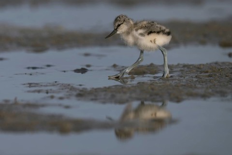 Avocet (Recurvirostra avosetta), Texel, Netherlands
