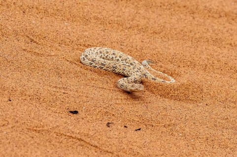 Dwarf puff adder (Bitis peringueyi) in the sand, Namib Desert, Namibia