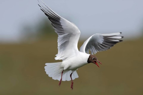Black-headed Black-headed Gull (Chroicocephalus ridibundus), flight study, individual in flight,