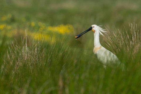 Eurasian Spoonbill (Platalea leucorodia), Schleswig-Holstein, Germany