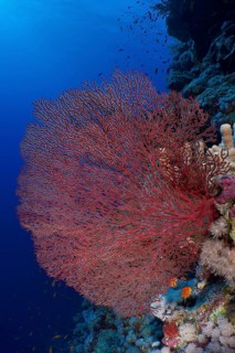 A large Red knot coral (Acabaria biserialis) stretches magnificently in the lively underwater