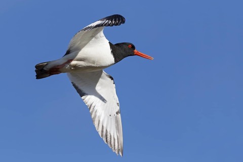 Eurasian Oystercatcher (Haematopus ostralegus) flying, Iceland
