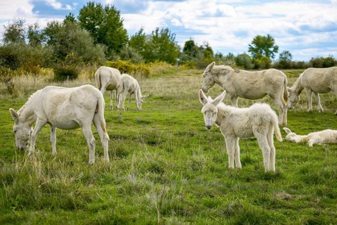 A herd of white donkeys, baroque donkeys, with foals on a green meadow under a blue sky, Lake