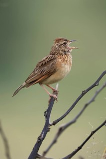 Bush Pipit (Anthus caffer), adult, on tree, on guard, singing, Pilanesberg National Park, North